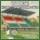calcioreggiano.com